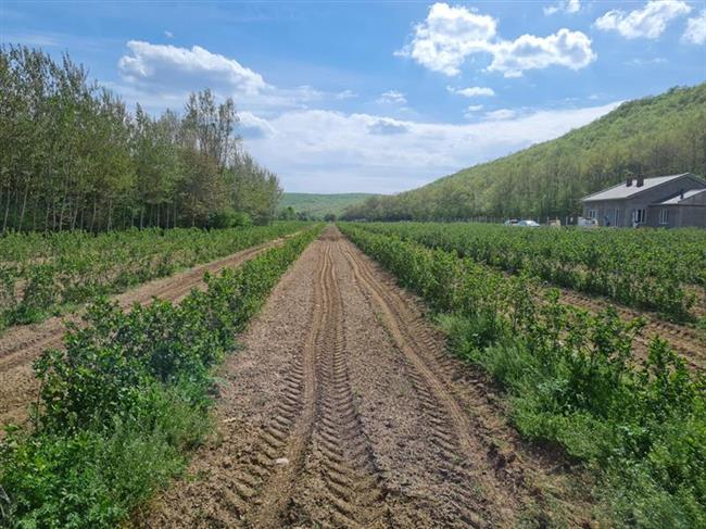 TRAKYA BAHARI - ARONYALAR AÇARKEN